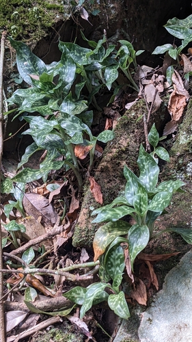 Daibuza Goodyera (Goodyera daibuzanensis)
