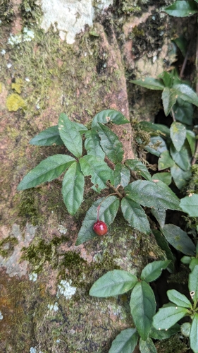Ardisia pusilla, photograph 6
