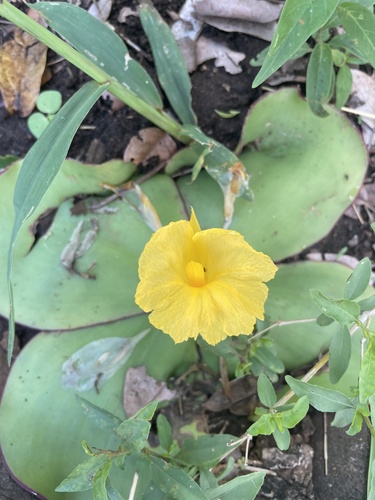 Costus spectabilis