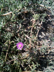 Drosanthemum ambiguum