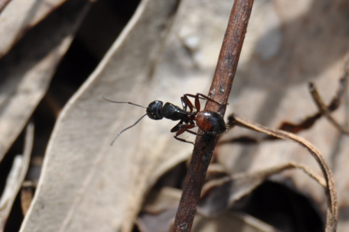 Camponotus rubiginosus