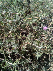 Drosanthemum ambiguum