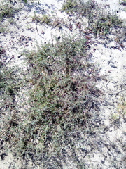 Drosanthemum ambiguum