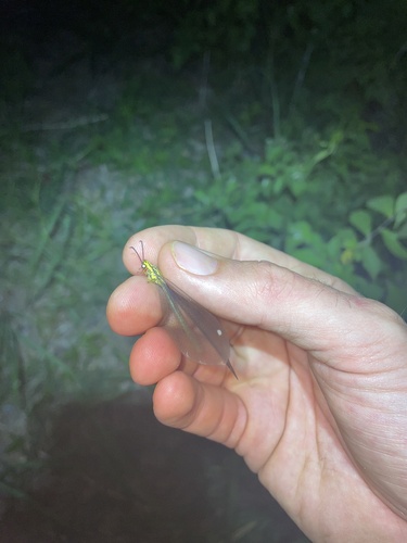 Gregarious Antlion