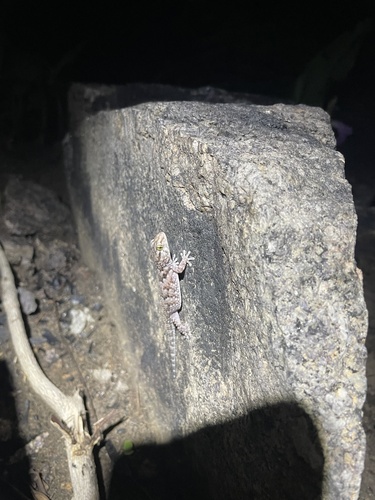 Fischer's Thick-toed Gecko