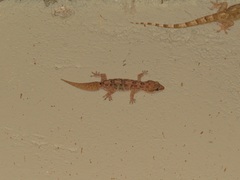 Hemidactylus angulatus