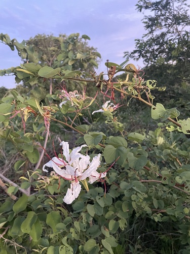 White Bauhinia