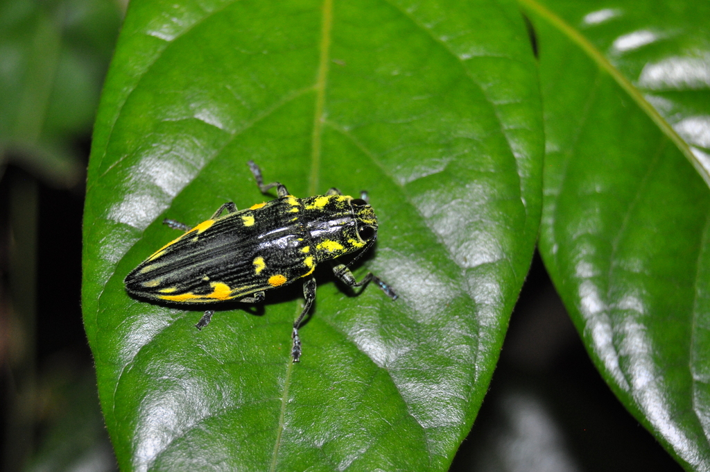 Austrochalcophora subfasciata