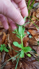 Valerianella chenopodifolia