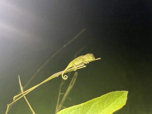 Flap-necked Chameleon