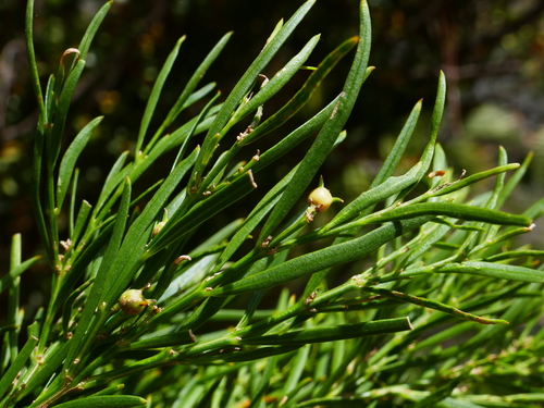 Buxus itremoensis image