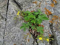Potentilla ancistrifolia