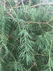 Asparagus buchananii