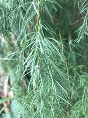 Asparagus buchananii