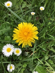 Taraxacum officinale