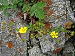 Potentilla ancistrifolia