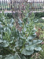 Rumex patientia