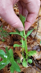 Valerianella chenopodifolia
