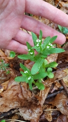 Valerianella chenopodifolia