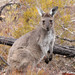 Western Grey Kangaroo - Photo (c) Geoffrey Cox, some rights reserved (CC BY-NC), uploaded by Geoffrey Cox