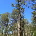 Eucalyptus rummeryi - Photo (c) Tony Bean, algunos derechos reservados (CC BY-NC), subido por Tony Bean