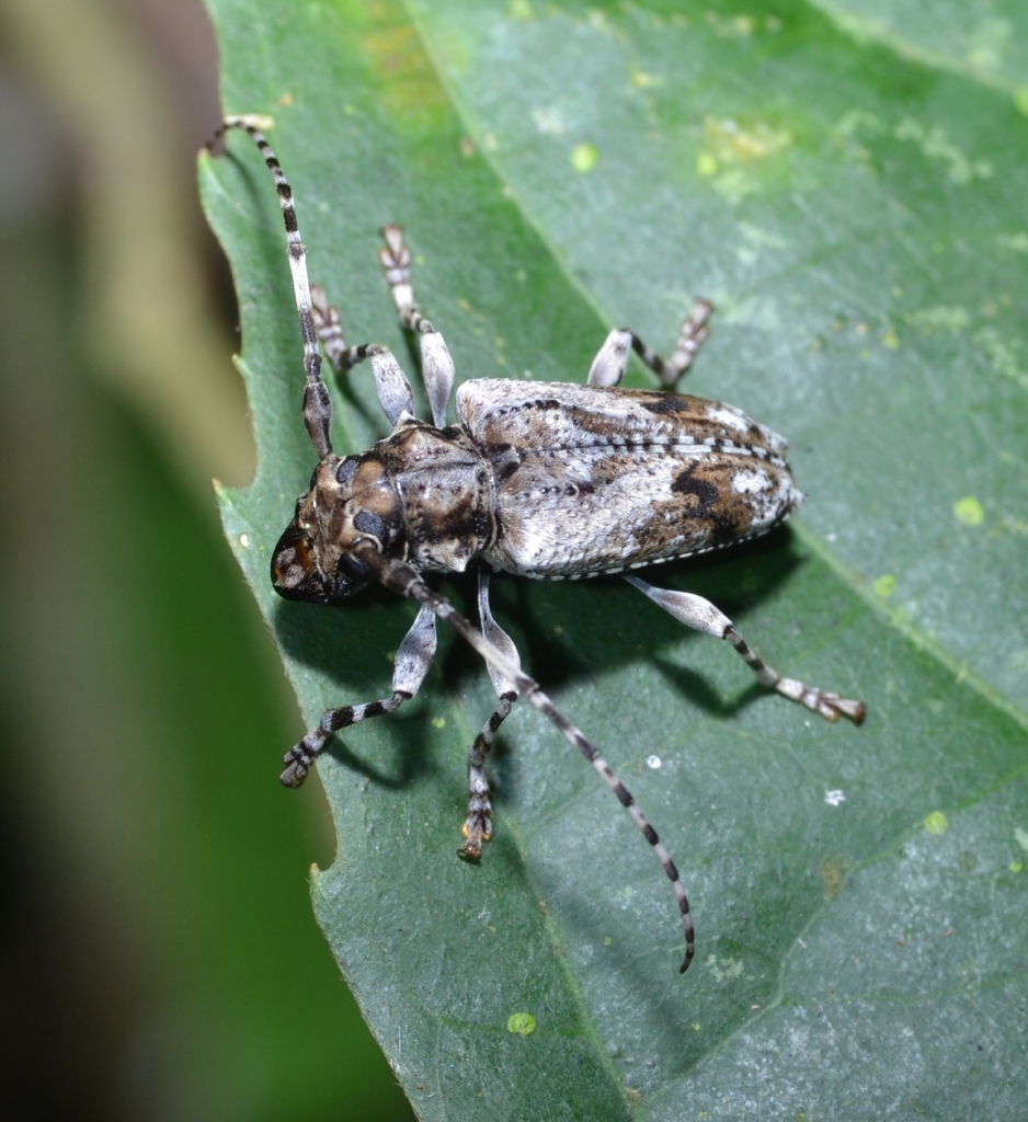 Aegomorphus inquinatus