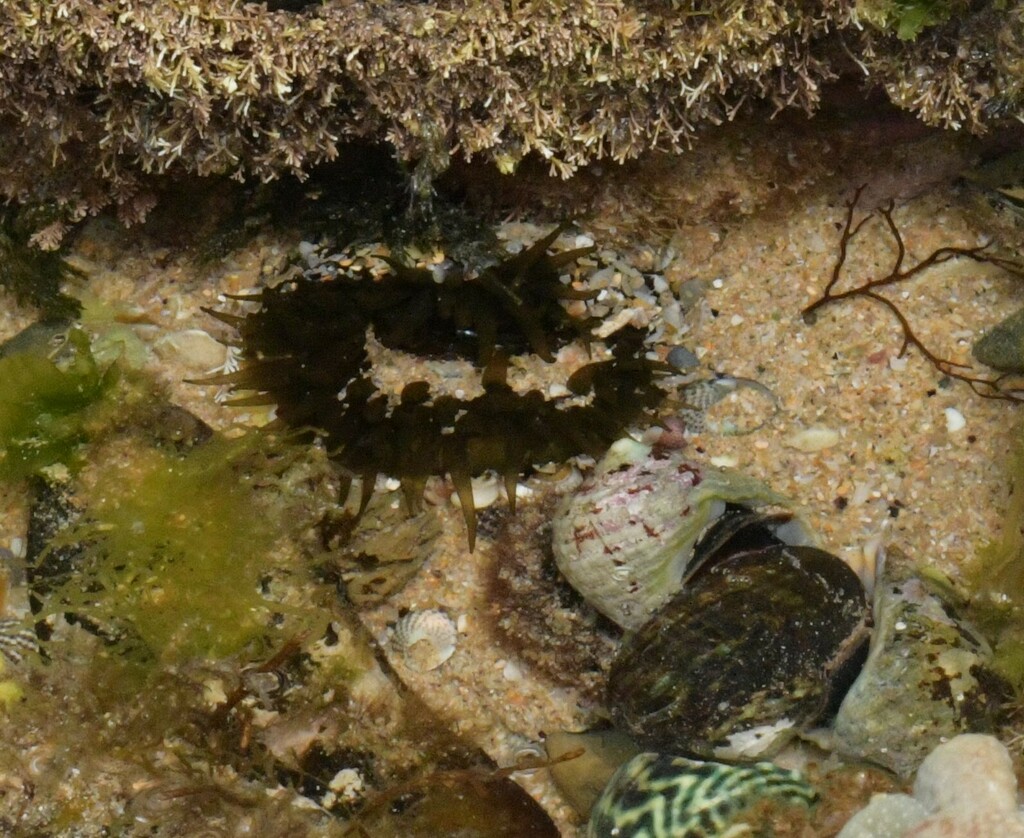 Snake Lock Breeding Green snakelock anemone from Colac-Otway - South, AU-VI, AU on January ...
