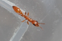 Pseudomyrmex apache