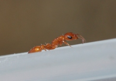 Pseudomyrmex apache