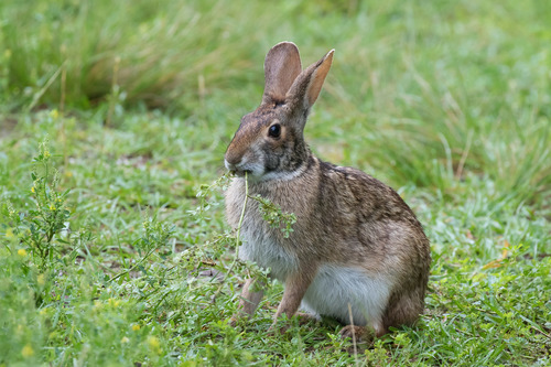 Swamp Rabbit