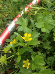 Ranunculus