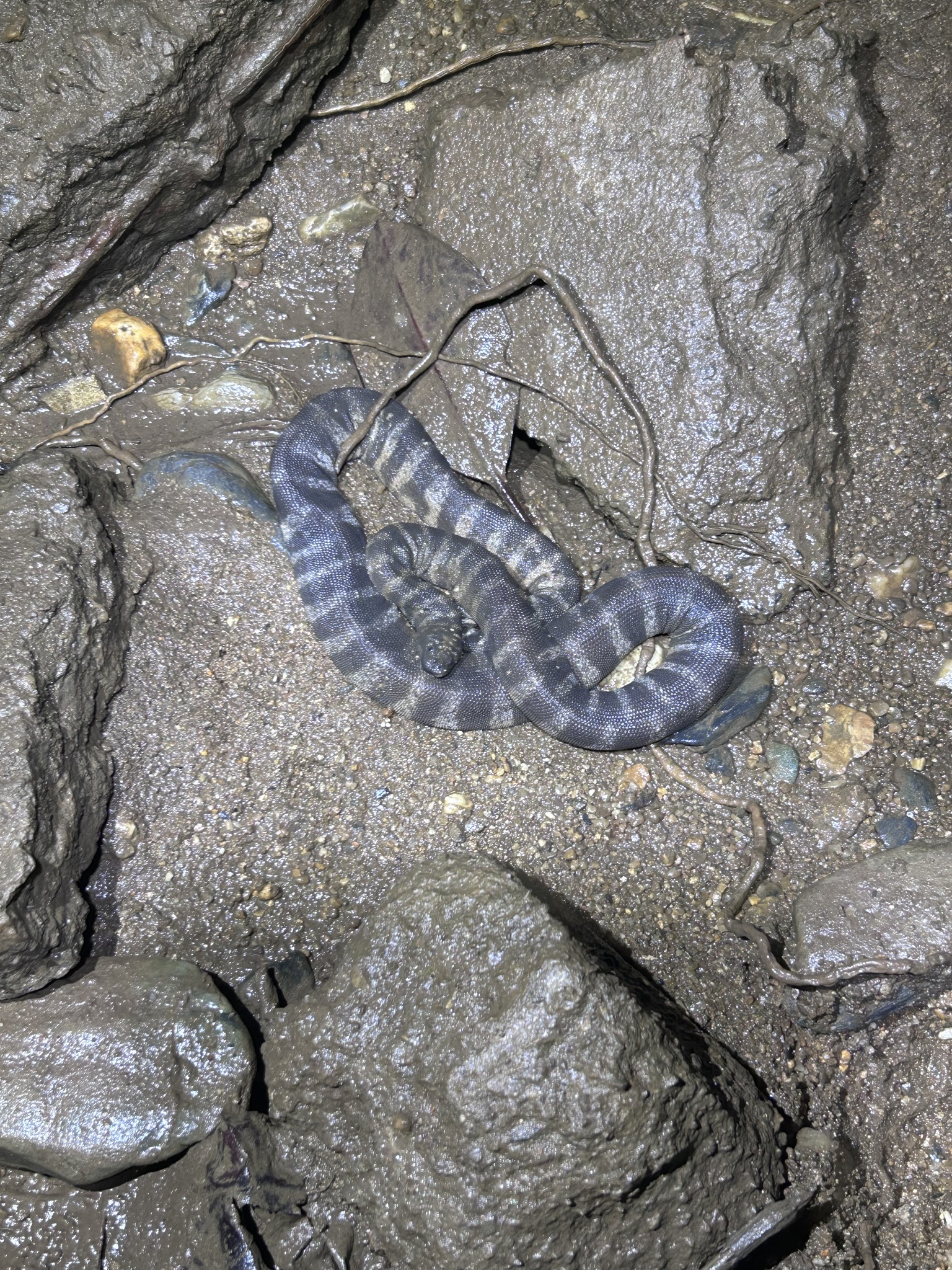 Acrochordus granulatus (Schneider, 1799)