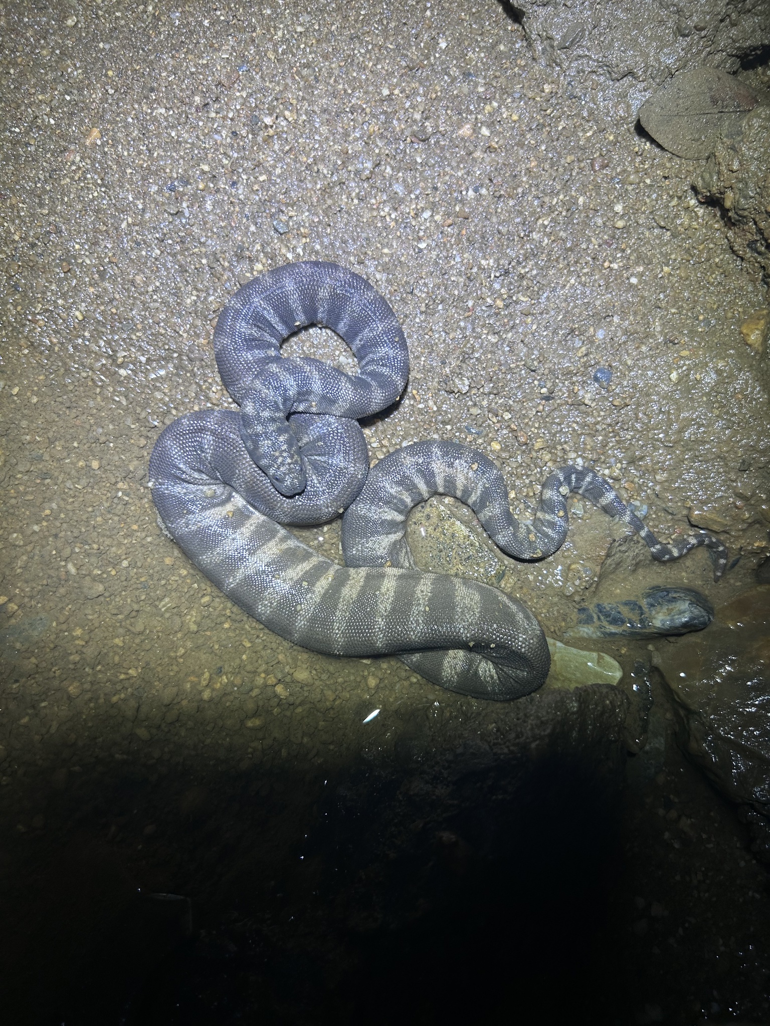 Acrochordus granulatus (Schneider, 1799)