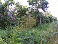 Sisymbrium strictissimum