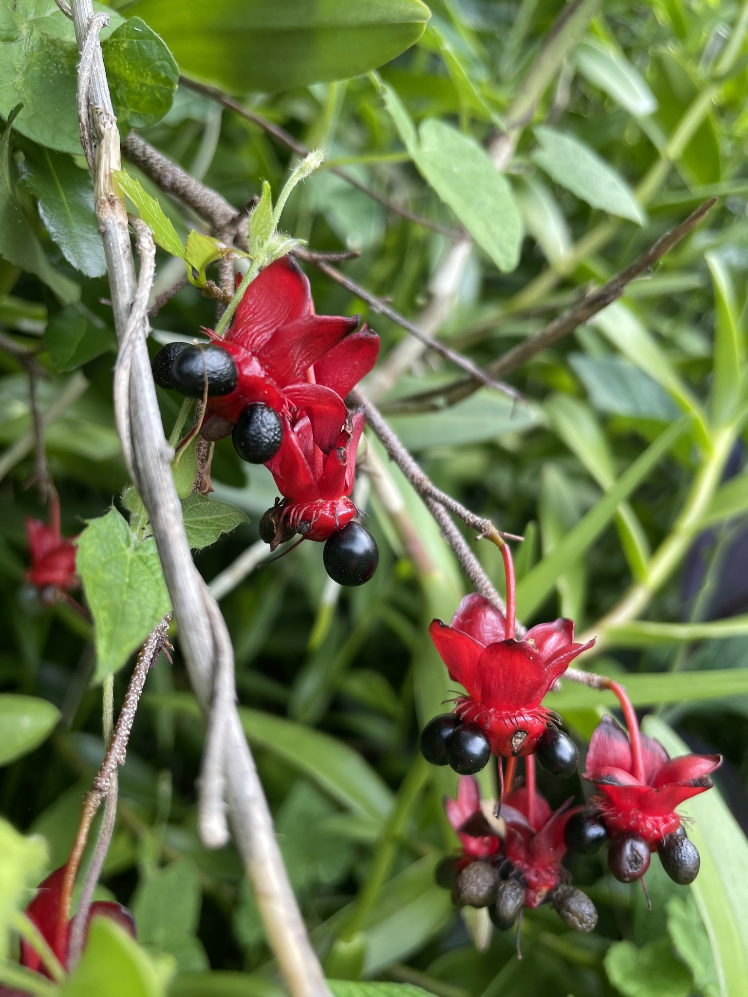 Ochna serrulata