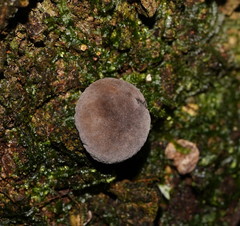 Lycoperdon subincarnatum
