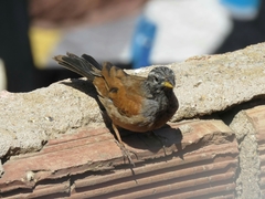 Emberiza sahari