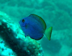 Acanthurus mata