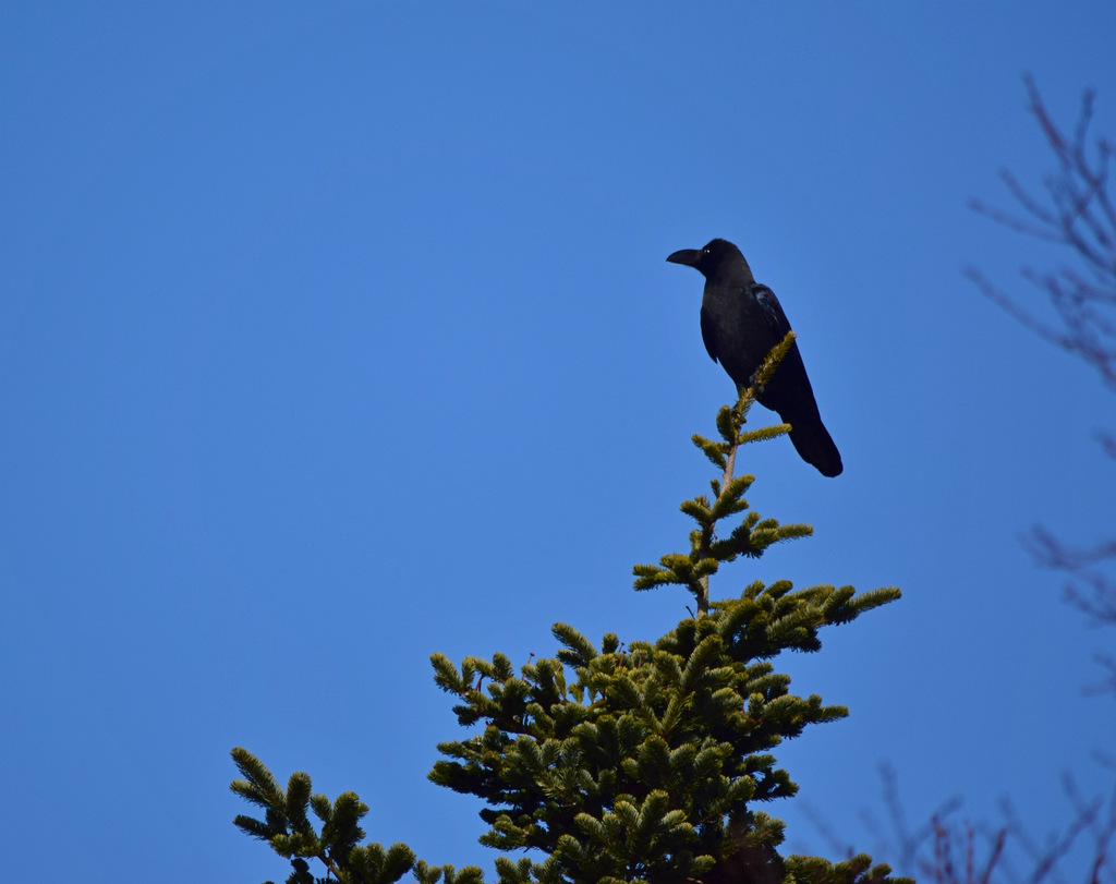 January Crow Large-billed Crow from Очистные и свалка on January 7, 2024 at 02:47 PM ...