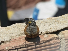 Emberiza sahari