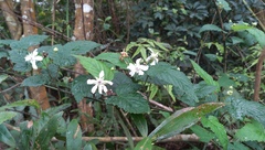 Rubus trianthus