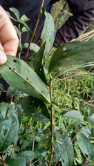 Camellia sinensis assamica