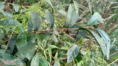 Camellia sinensis assamica