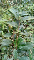 Camellia sinensis assamica