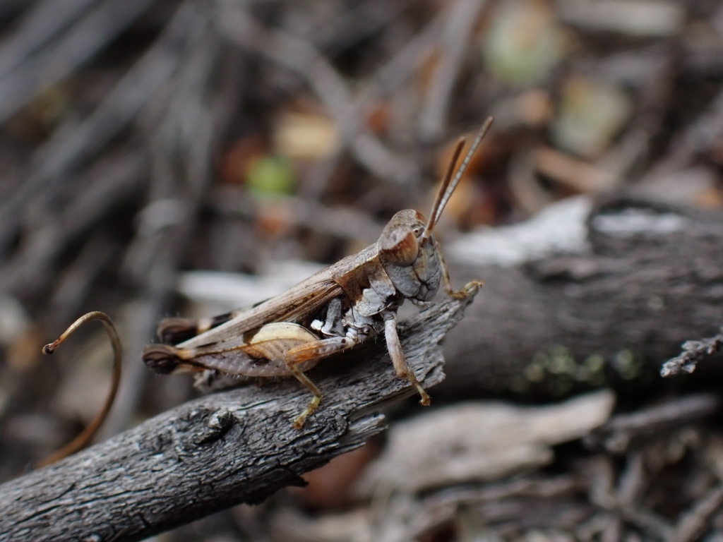 Short Horned Grasshoppers In January 2024 By Michelle Colpus INaturalist   Large 