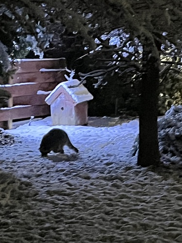 Common Raccoon photographed in Idaho