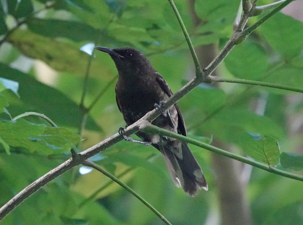Tahiti Reed Warbler
