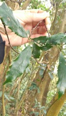 Helicia cochinchinensis