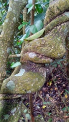 Urceola micrantha