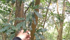 Helicia cochinchinensis